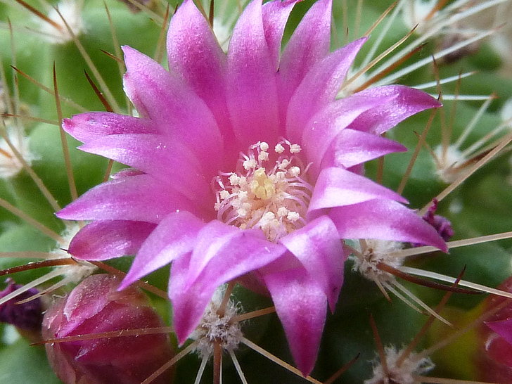 flor de cactus, rosa, cactus, floración, Espinosa, cerrar, flor de cactus