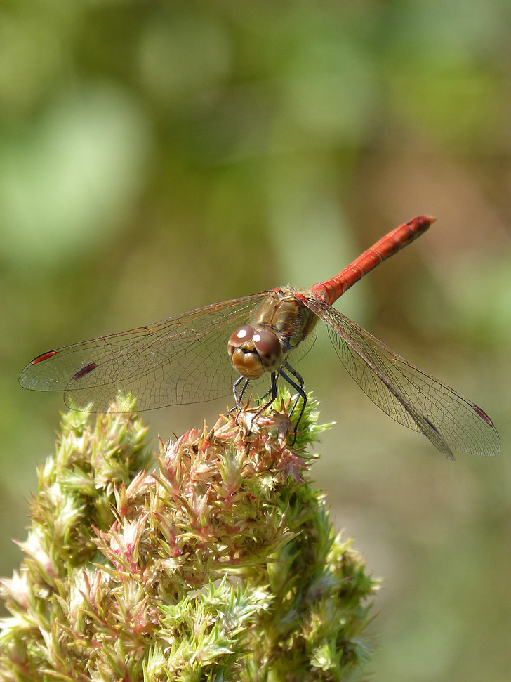 Dragonfly, annulata trithemis, Olen odonado, siivekäs hyönteinen, lampi