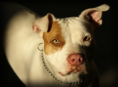 Pitbull, pies, zwierzęta domowe, zwierzętom, psi