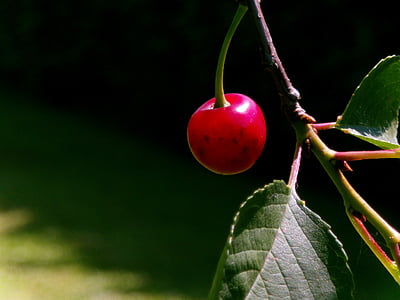 Cherry, merah, alam, buah