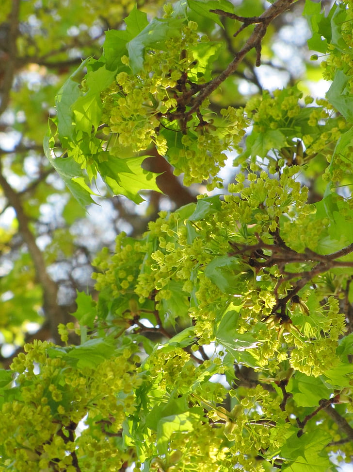 spring, may, maple, deciduous tree, maple branch, branches, light green
