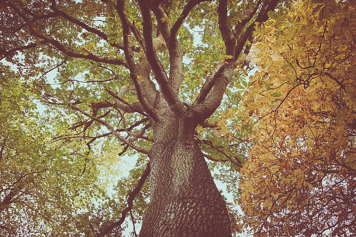 vihreä, lehdet, puut, sininen, taivas, oksat, syksyllä
