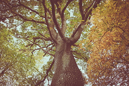 màu xanh lá cây, lá, cây, màu xanh, bầu trời, chi nhánh, mùa thu