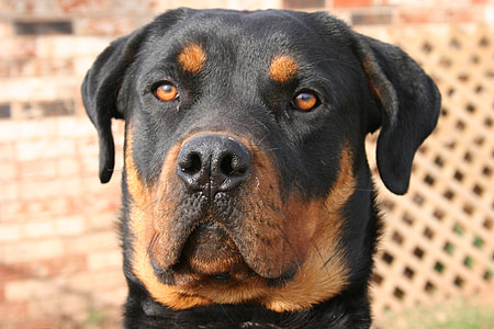 dog, hound, pet, canine, domestic, breed, rottweiler
