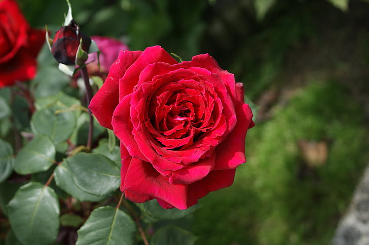 Rosa, fleur, rouge, pétales, jardin