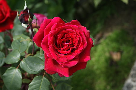 rosa, flor, rojo, pétalos de, jardín