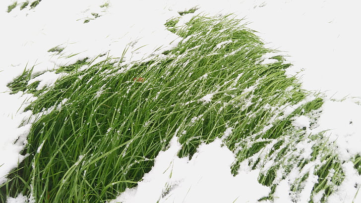 trawa, śnieg, zimowe, Zielona trawa, zimno, mrożone, Właściwości