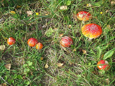 Pilz, Herbst, Wiese, giftig, rot, gesichtet, Natur
