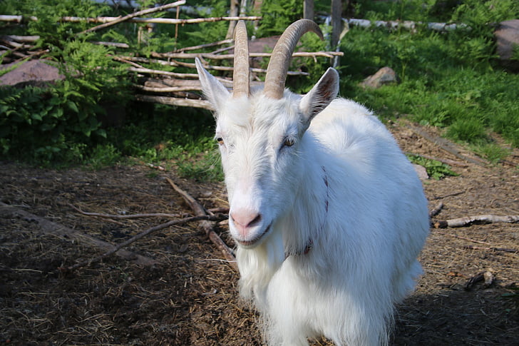 goat, white, the horns, culture, summer, animal, nature
