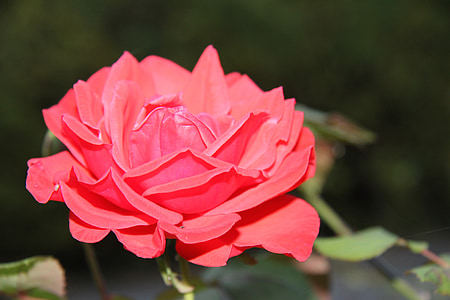 Rose, cvet, rdečo vrtnico, makro