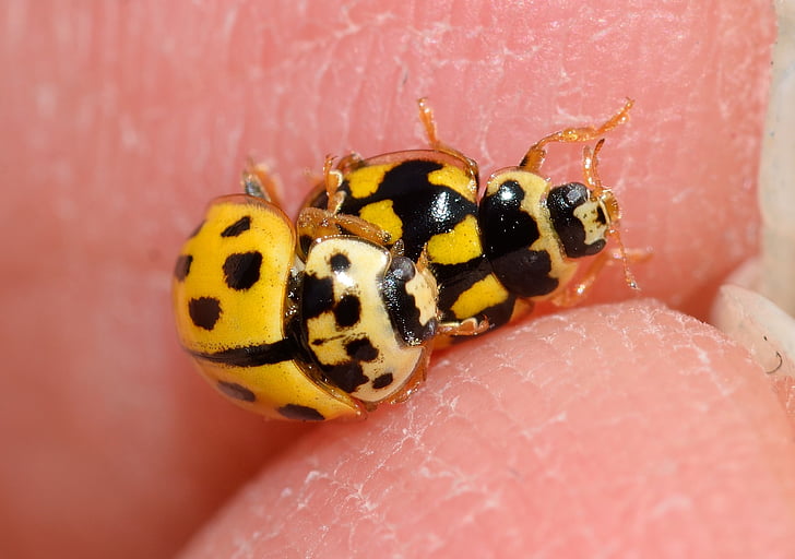 ladybug, the trilogy, quatuordecimpunctata, coupling, beetles