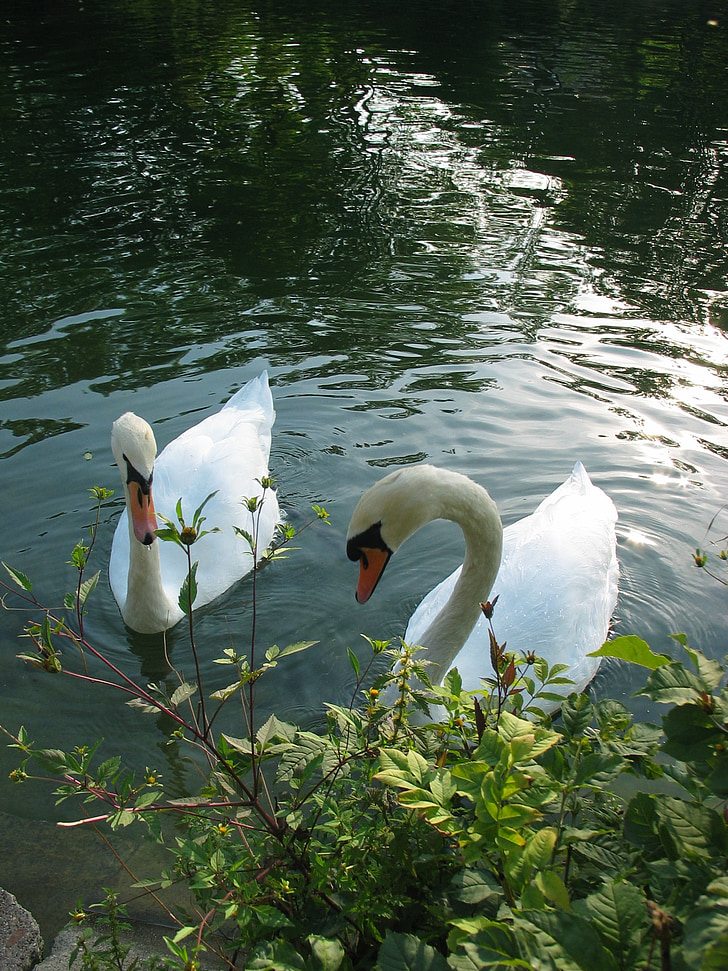 swans, water, animal, white, swim, swan, pair