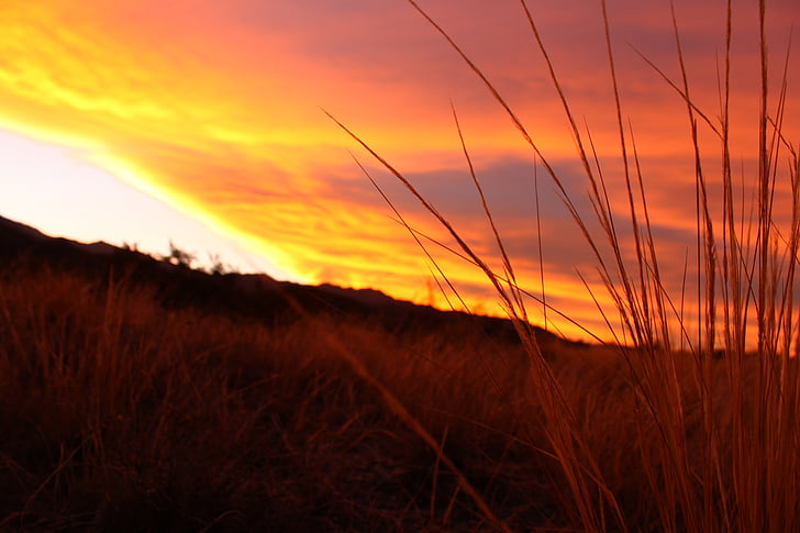 sunset, grass, sky, field