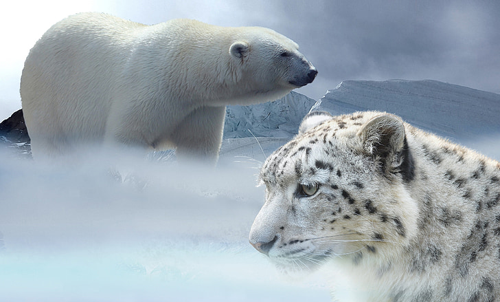 leopárd, hó, jegesmedve, Snow leopard, gleccser, jégkorszak, téli