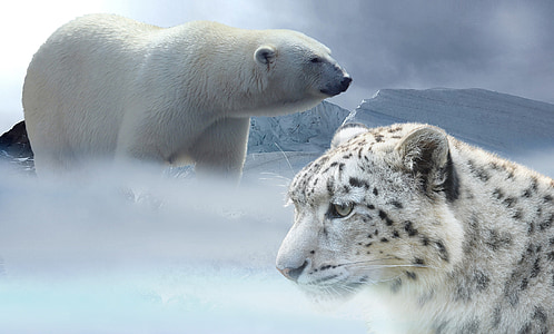 léopard, neige, ours polaire, léopard des neiges, Glacier, age de glace, hiver