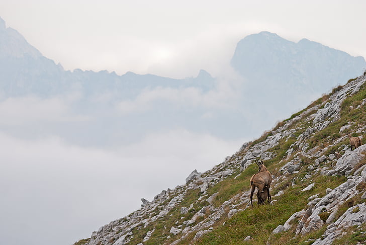 animals, clouds, grass, mountain, nature, rocky, hiking