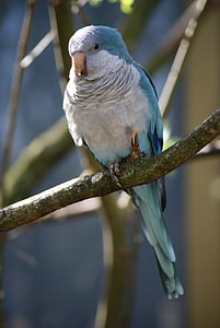 bird, small parrot, plumage, feathers, parakeet