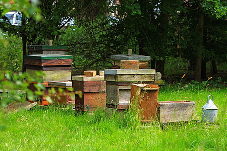 Bienenstock, Bienenstöcke, im freien, Natur, Feld, Foto, Bild