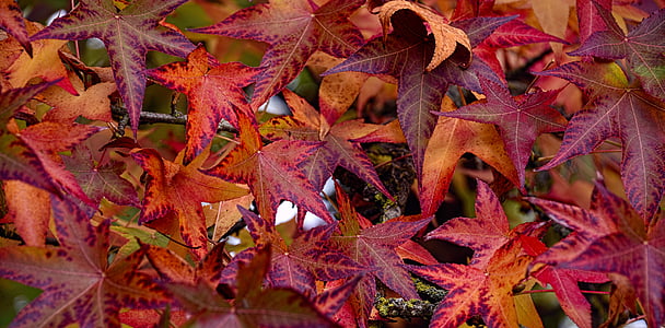 Outono, folhas, Liquidâmbar, folhas de outono, natureza, árvore, planta