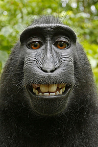 Macaca nigra, Селф, Автопортрет, млекопитающее, Сулавеси хохлатая макак, Индонезия, Черная обезьяна