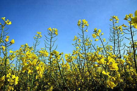 oilseed rape, field of rapeseeds, yellow, field, landscape, summer, rapeseed oil