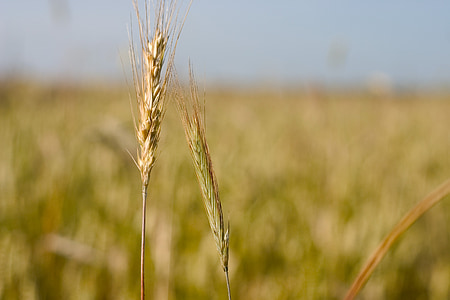 blat de moro, kłos, l'estiu, poble, camp, collita, cereals