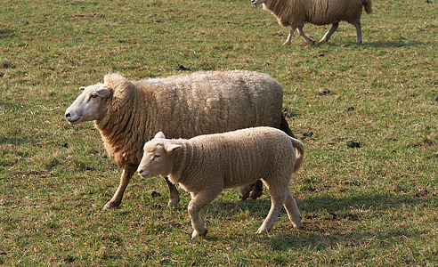 sheep, mother sheep, lamb, wool, spring, young animal