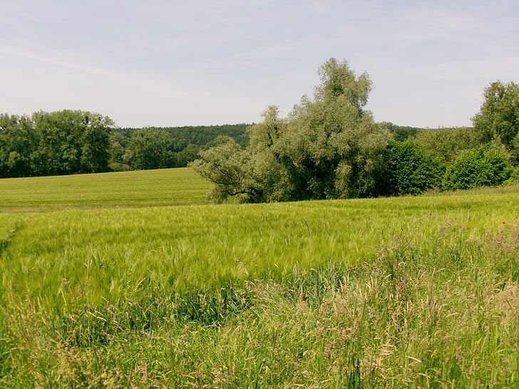 natur, feltet, eng, landskapet