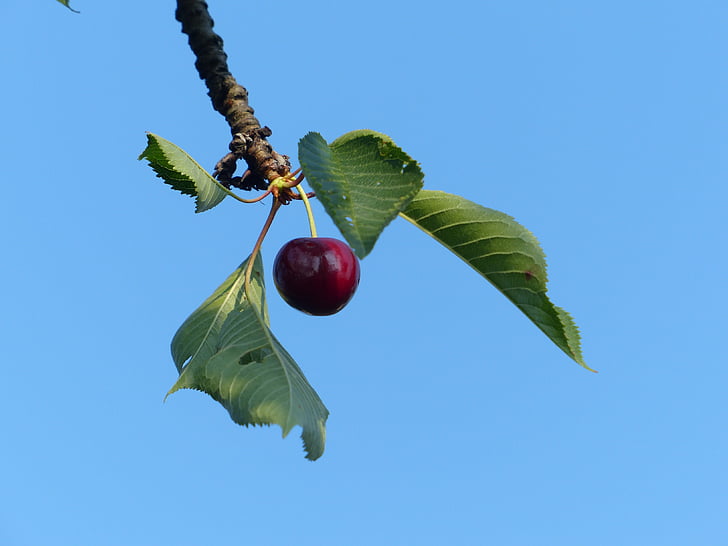 Cherry, cireş, Red, fructe, sănătos, frunze, Filiala