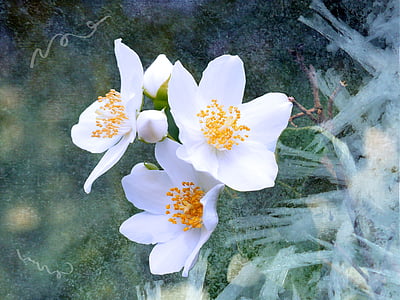 Jasmin, maqueta taronja, flors, blanc, arbust ornamental