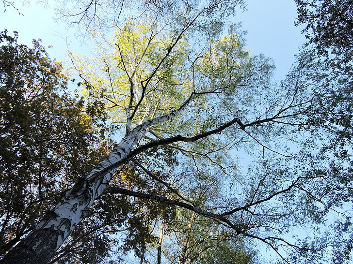 spring, trees, birch