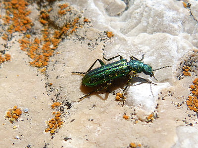 psilothrix cyaneus, säilitatakse Baseli loodusloomuuseumis, roheline mardikas, psilothrix viridicoerulea, Rock, samblike