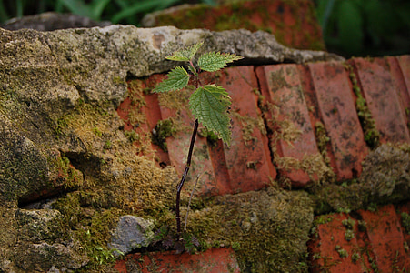 nettle, brick, plant, green, stinging nettle, leaves, moss