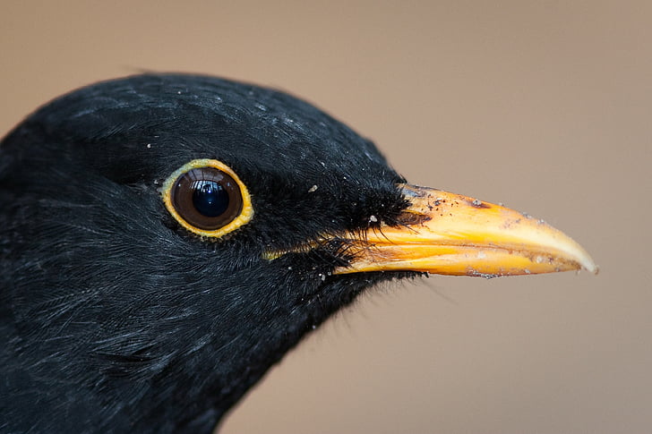 Blackbird, ptica, Samci, ena žival, Povečava, živali v naravi, živali prosto živeče živali