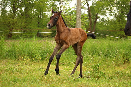 horse, foal, suckling, brown mold, thoroughbred arabian, gallop, pasture