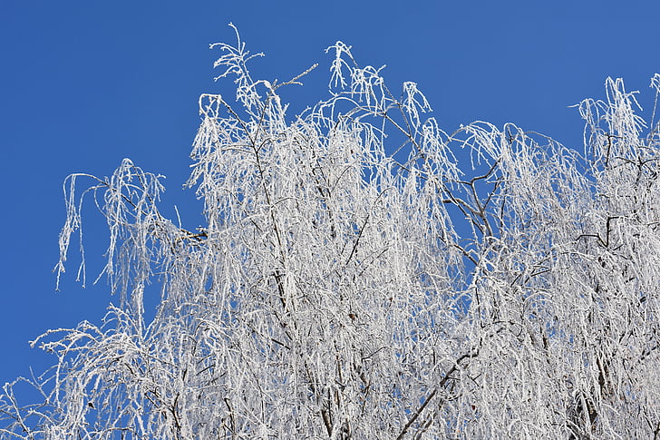 blue sky, tree, winter, frost, hoarfrost, nature, crown