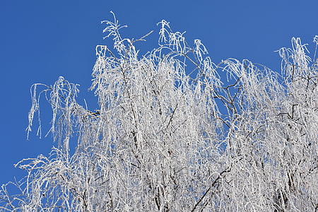 Mavi gökyüzü, ağaç, Kış, Frost, hoarfrost, doğa, taç