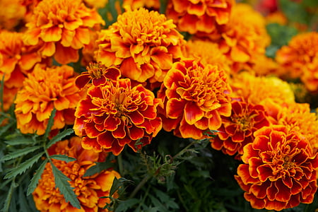 λουλούδι, άνθος, άνθιση, Κίτρινο, πορτοκαλί, κόκκινο, φωτιά