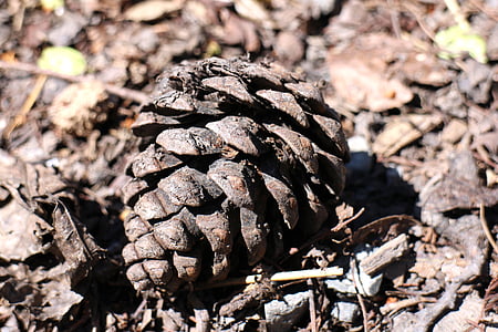 echinacea, plant, natural, ground, deadwood, pine Cone, nature