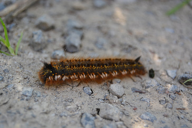 close, caterpillar, stone, hairy, insect