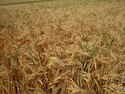 kukuričnom poli, pole, jačmeň, obilniny, letné, rastú, staršie