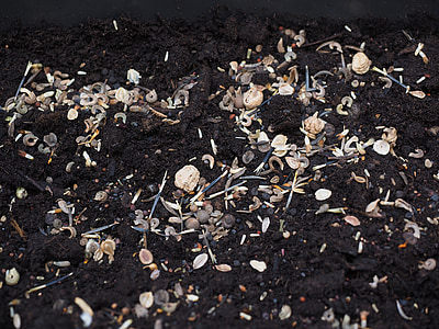 flower seeds, seed, sowing, seeds, grow, growth, nature