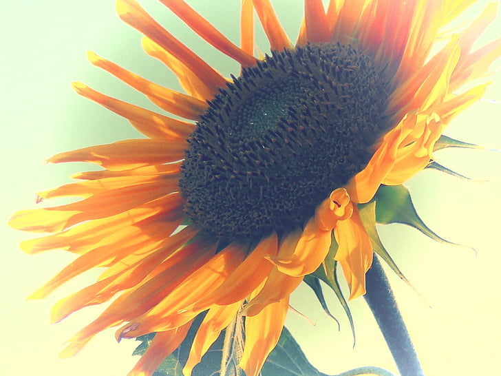 bunga matahari, kuning, diedit, musim panas, Blossom, mekar, bunga