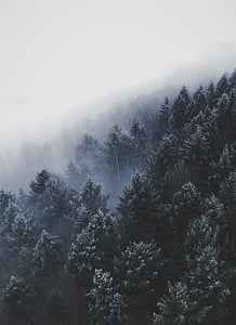 борови, дървета, зимни, гора, дърво, мъгла, мъгла