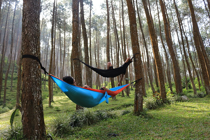 legno, foresta, albero