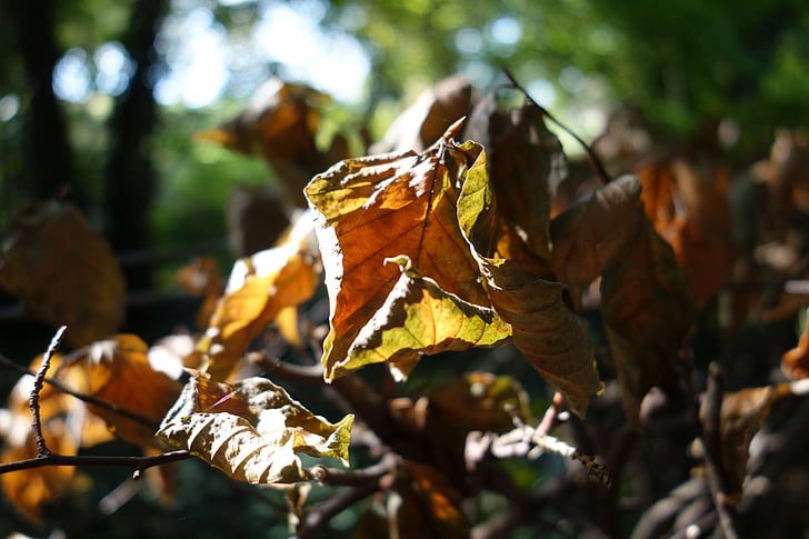 葉, 秋, 林床, 秋の色, 黄金色の秋, リーフ, 自然