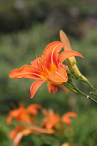 orange, lily, flowers, lilies, buds, blossoms, blooms