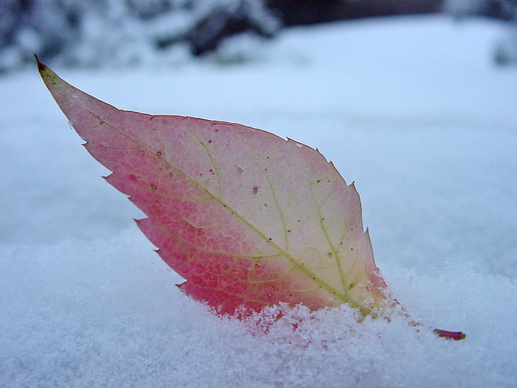 lapas, sniego, rudenį, raudoni lapai, Orai, Pirmas sniegas, Lengvai pustomas sniegas