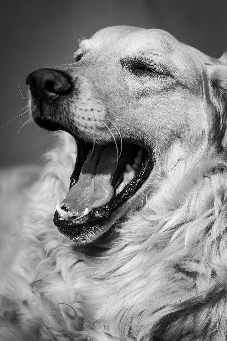 σκύλος, χασμουρητό, μαύρο άσπρο, Χρυσή, Λαμπραντόρ, σκύλο που αναπαύεται, κατοικίδιο ζώο