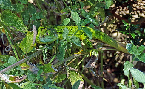 green lizard, reptile, green, lizard, fauna, wild, nature